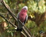 Galah 9Y201D-047